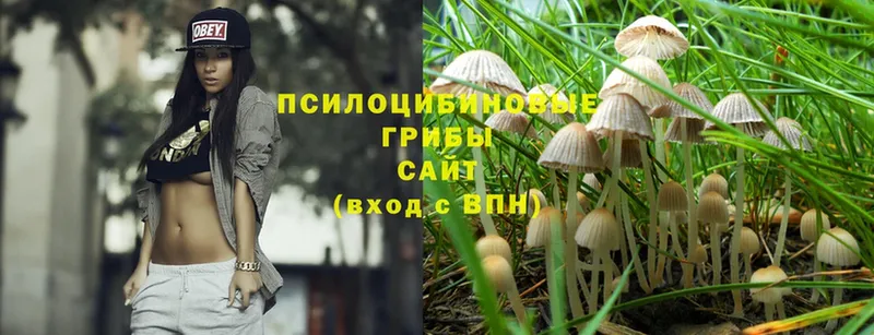 Псилоцибиновые грибы Psilocybe  Бирюч 